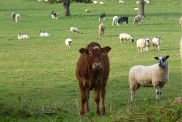 One cow and several sheep in a field